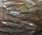 Live Bait - Fat Head Minnows